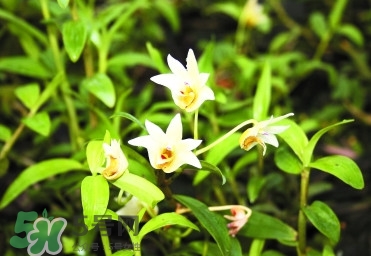 2017铁皮石斛市场价格,目前铁皮石斛价格多少钱一斤