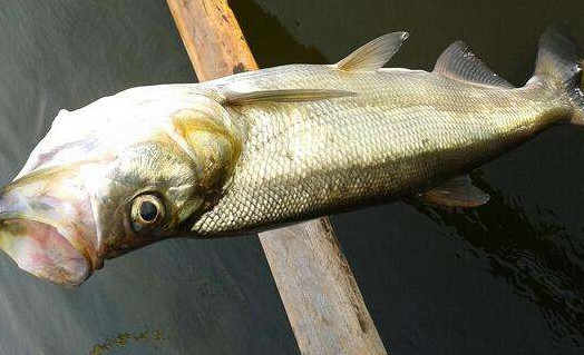 翘嘴鱼是白条鱼吗,翘嘴鱼是大白条鱼吗