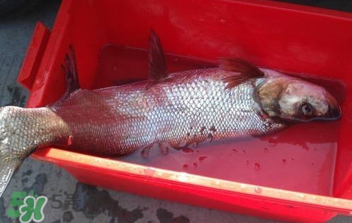 麻辣翘壳鱼怎么做好吃,翘壳鱼怎么做好吃呢?