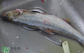 翘壳是什么鱼?,翘壳是什么鱼图片