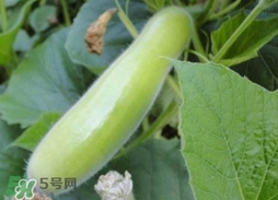 什么是瓠子,瓠子怎么吃