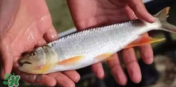 马口鱼能长多大?马口鱼最大能长多长?,马口鱼能长多大