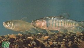 马口鱼是海鱼吗,马口鱼是河鱼还是海鱼 马口鱼是海鱼吗,马口鱼是河鱼还是海鱼