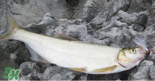 翘嘴鱼是什么鱼,翘嘴鱼是什么鱼图片