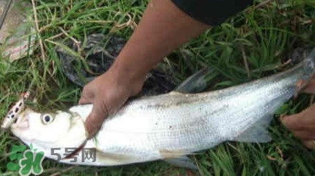 翘嘴鱼价格一斤多少钱,翘嘴鱼什么价格