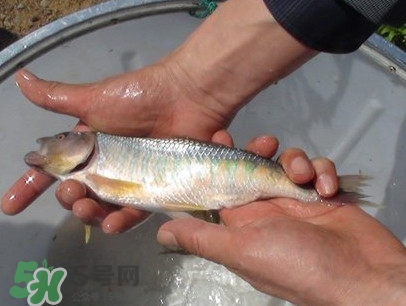 马口鱼喜欢吃什么饵料,马口鱼用什么饵料最好