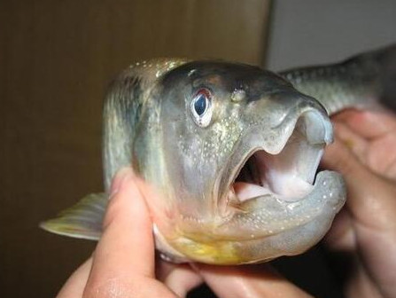 钓马口鱼用什么饵料好,马口鱼喜欢吃什么饵料