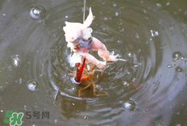 钓龙虾用什么诱饵最好,小龙虾喜欢吃什么诱饵