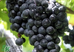 野葡萄根多少钱一斤,野葡萄藤多少钱一斤