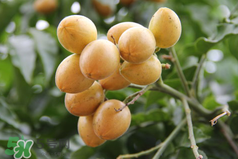 黄皮吃起来味道像什么,黄皮果哪个品种好吃