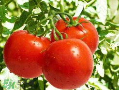 杏和西红柿能一起吃吗?,杏仁和西红柿能一起吃吗