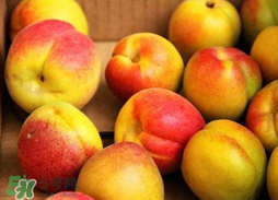 杏和苹果可以一起吃吗?,杏仁和苹果可以一起吃吗