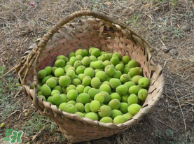 青杏子的功效和作用,杏子的营养成分