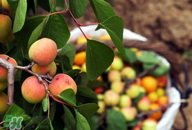 杏催熟的方法,枇杷怎么催熟