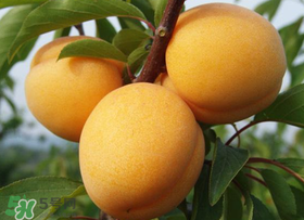 杏子吃多了会怎么样什么坏处,杏子吃多了会怎么样 脾胃不好的朋友少吃杏