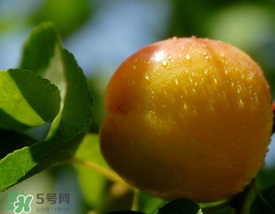 杏和鸡蛋能一起吃吗?,杏和鸡蛋能一起吃吗西红柿炒鸡蛋