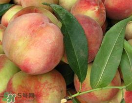 吃毛桃会过敏吗?,吃毛桃过敏的症状