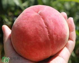 五指毛桃不能和什么一起吃,毛桃不能和什么一起吃?