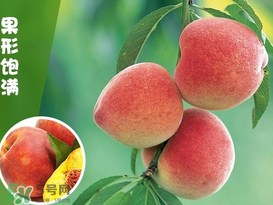 五指毛桃怎么清洗,毛桃怎么清洗最干净