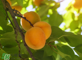 杏和酸奶能一起吃吗?,杏和酸奶能不能一起吃吗 杏和酸奶能一起吃吗?,杏和酸奶能不能一起吃吗