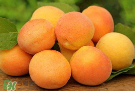 杏子一天吃几个合适,杏子一天吃几个为宜