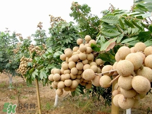 龙眼是热性还是凉性的食物,龙眼凉性还是热性的吗