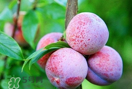 三华李有几个品种,早熟三华李哪个品种最好 三华李有几个品种,早熟三华李哪个品种最好