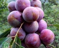 三华李可以和香蕉一起吃吗?,香蕉可不可以和杨桃一起吃?