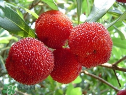 杨梅吃多了会长胖吗,杨梅吃多了好吗