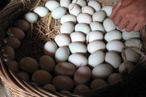 早餐可以吃煮鸭蛋吗,鸭蛋能当早餐吃吗