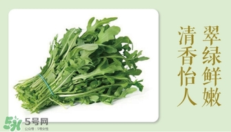 芝麻菜的功效和作用以及食用禁忌,芝麻菜怎么吃,它有什么营养 芝麻菜的功效和作用以及食用禁忌,芝麻菜怎么吃,它有什么营养