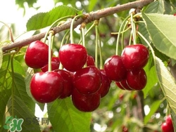 樱桃凉性还是热性的吗,樱桃是凉性的还是热性的水果