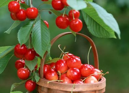 樱桃不能和什么一起吃,樱桃不能跟什么同吃