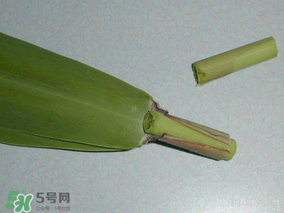 粽叶是芦苇叶吗,粽叶是芦苇叶吗?粽叶和芦苇叶的区别