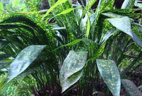 粽叶的主要成分,粽叶有哪些