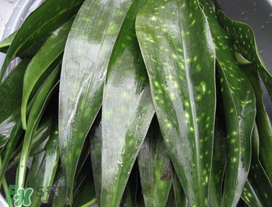 粽叶是什么植物的叶子?,粽叶是什么植物的叶子图片