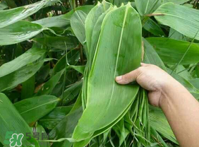 新鲜粽叶怎么处理后包粽子,鲜粽叶能直接包粽子吗 新鲜粽叶怎么处理后包粽子,鲜粽叶能直接包粽子吗