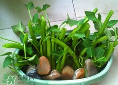 空心菜可以水养吗用塑料瓶还是玻璃瓶呢,空心菜可以水养吗?