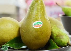 比利时啤梨要削皮吗,比利时啤梨怎么放软