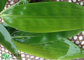 新鲜粽叶怎么保存,新鲜粽叶怎么保存到明年