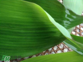 粽子叶要泡多久才能包粽子,粽子叶要泡多久