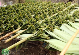 粽叶买新鲜的好还是干的好,鲜粽叶好还是干粽叶好