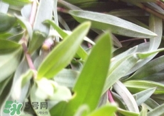 山苜楂是什么野菜,山苜楂图片