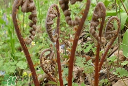 猴腿菜和蕨菜的区别图片,猴腿菜是蕨菜吗