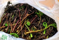 猴腿菜孕妇能吃吗,孕妇能吃山野菜猴腿吗