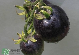 黑番茄能生吃吗,番茄变黑了可以吃吗