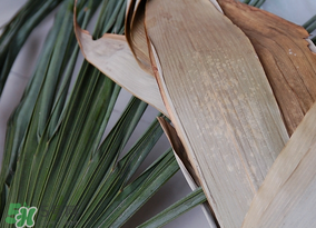 干粽叶要煮吗,干粽叶要煮吗要泡多久 干粽叶要煮吗,干粽叶要煮吗要泡多久