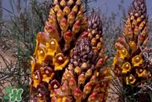 肉丛蓉怎么吃补肾最好,肉丛蓉怎样吃最有效