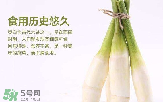 茭白是什么菜,茭白是笋吗?