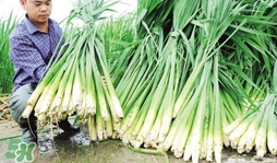 和茭白很像的一种水生植物,茭白是什么植物图片 和茭白很像的一种水生植物,茭白是什么植物图片